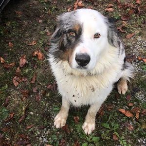 Meet your Posher, Angel